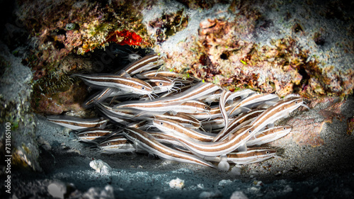 Group of Striped eel catfish on a dive in Mauritius, Indian Ocean photo