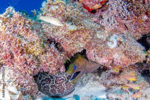 The beauty of the worls below surface photo