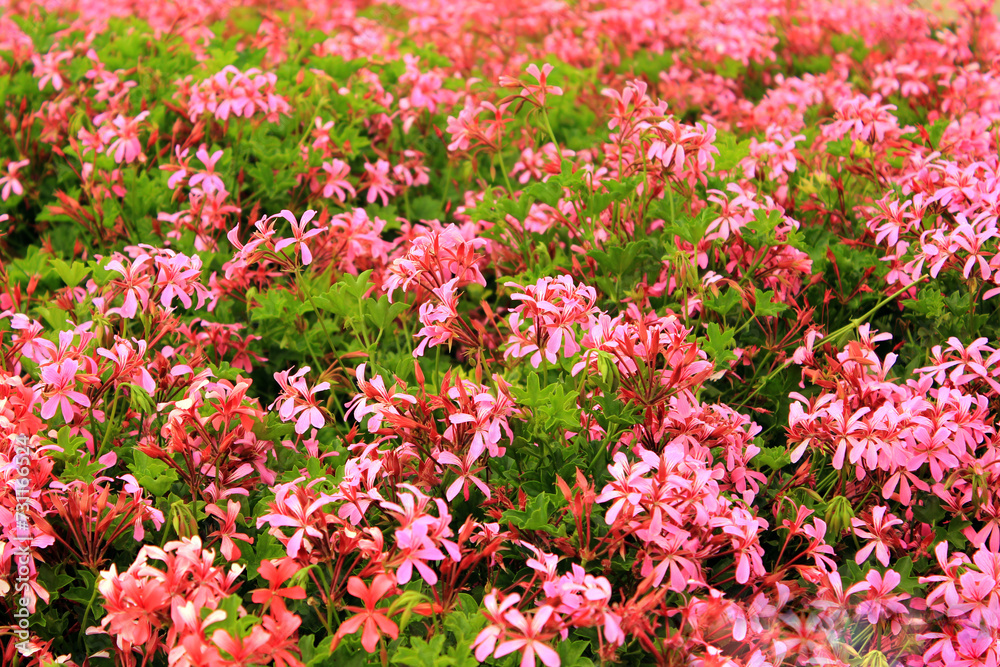 Lots of beautiful pink flowers