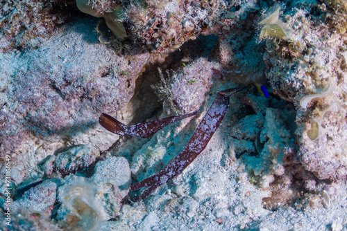 A pair of leaffish on a dive in Mauritius, Indian Ocean photo