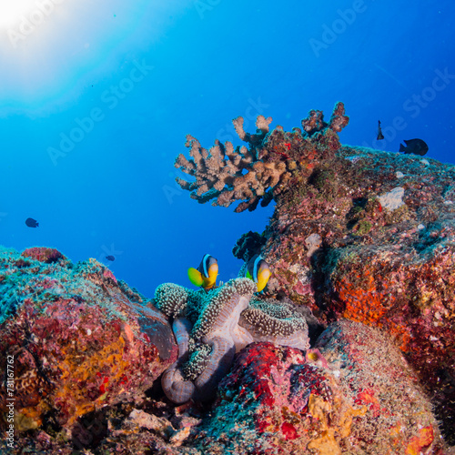 Anemones and nemo clownfish in coral reef against blue background
