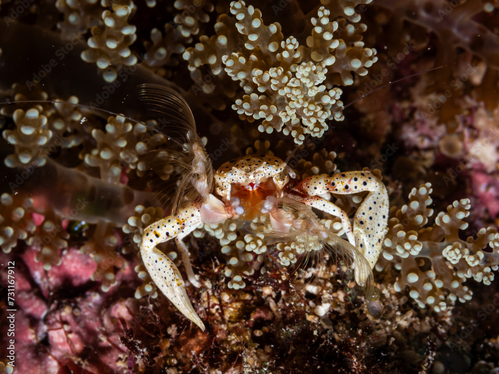 Porcelain crab in anemone on a dive in Mauritius, Indian Ocean