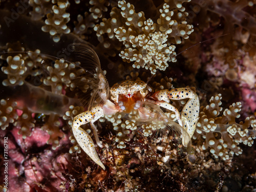 Porcelain crab in anemone on a dive in Mauritius  Indian Ocean
