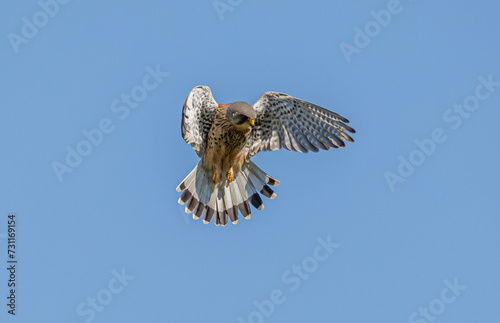 Kestrel Hovering