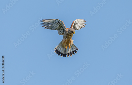 Kestrel Hovering
