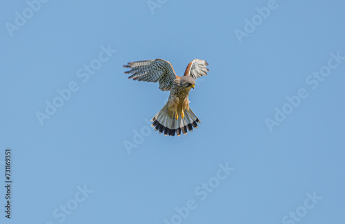 Kestrel Hovering