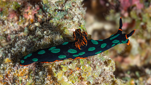 Green spotted nudibranch on a dive in Mauritius, Indian Ocean photo