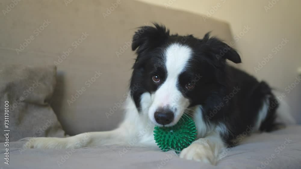 Pet activity. Funny puppy dog border collie holding toy ball in mouth playing on couch at home indoors. Purebred pet dog wants to playing with owner. Love for pets friendship companion concept Pet activity. Funny puppy dog border collie holding toy ball in mouth playing on couch at home indoors. Purebred pet dog wants to playing with owner. Love for pets friendship companion concept