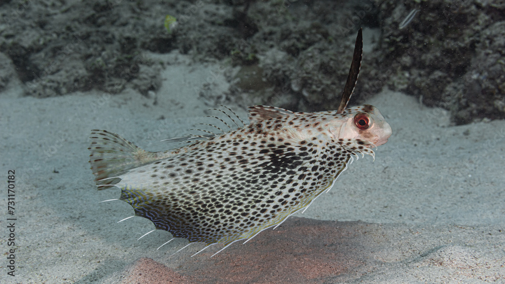 Fototapeta premium Flying gurnard fish on a dive in Mauritius, Indian Ocean