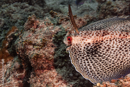 Flying gurnard fish on a dive in Mauritius, Indian Ocean photo