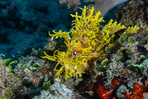 Yellow weedy scorpionfish in coral reef  photo