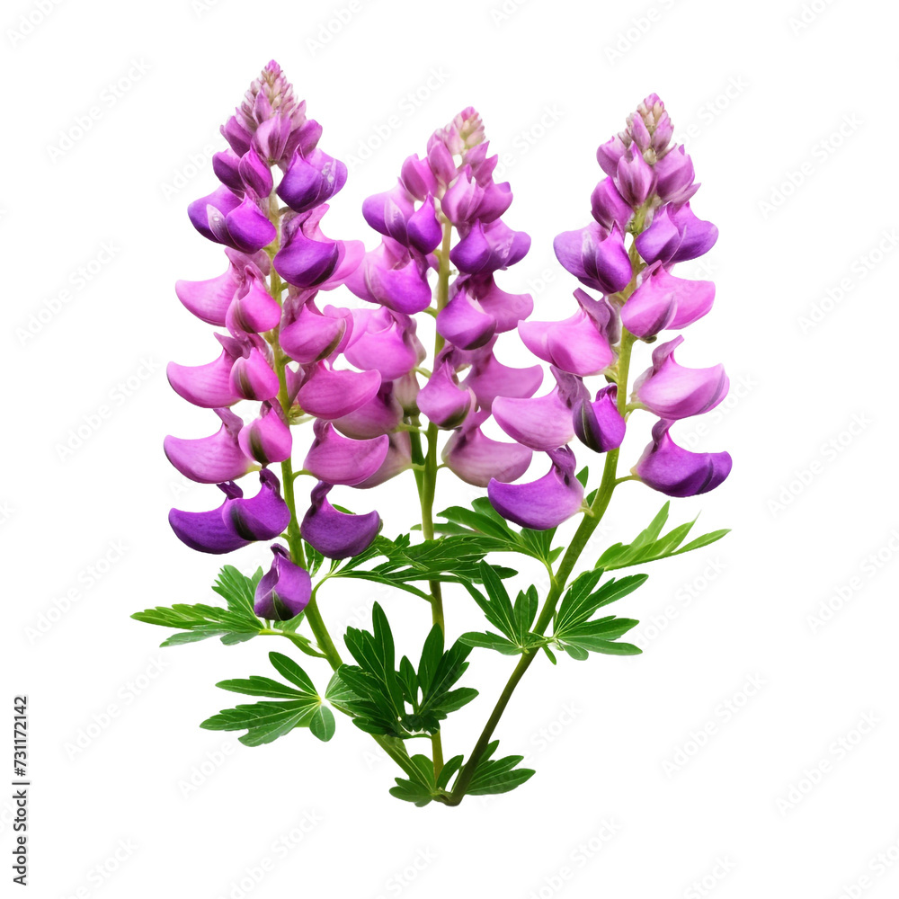 Lupine isolated on transparent background