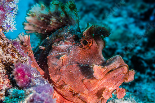 Red Rhinopia fish in coral reef photo