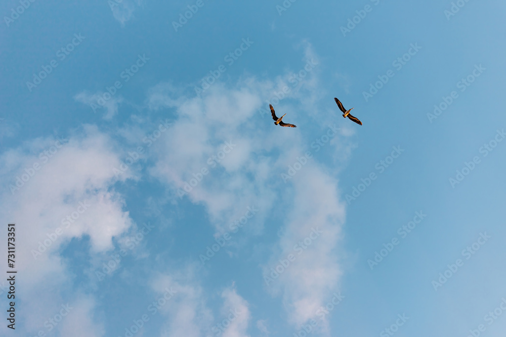 pelicans take flight at sunset