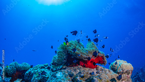 Fototapeta Naklejka Na Ścianę i Meble -  Anemones and nemo clownfish in coral reef against blue background
