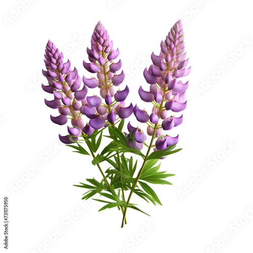 Lupine isolated on transparent background