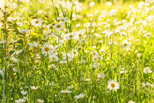 Beautiful summer meadow with white daisies or marguerite on sunny day