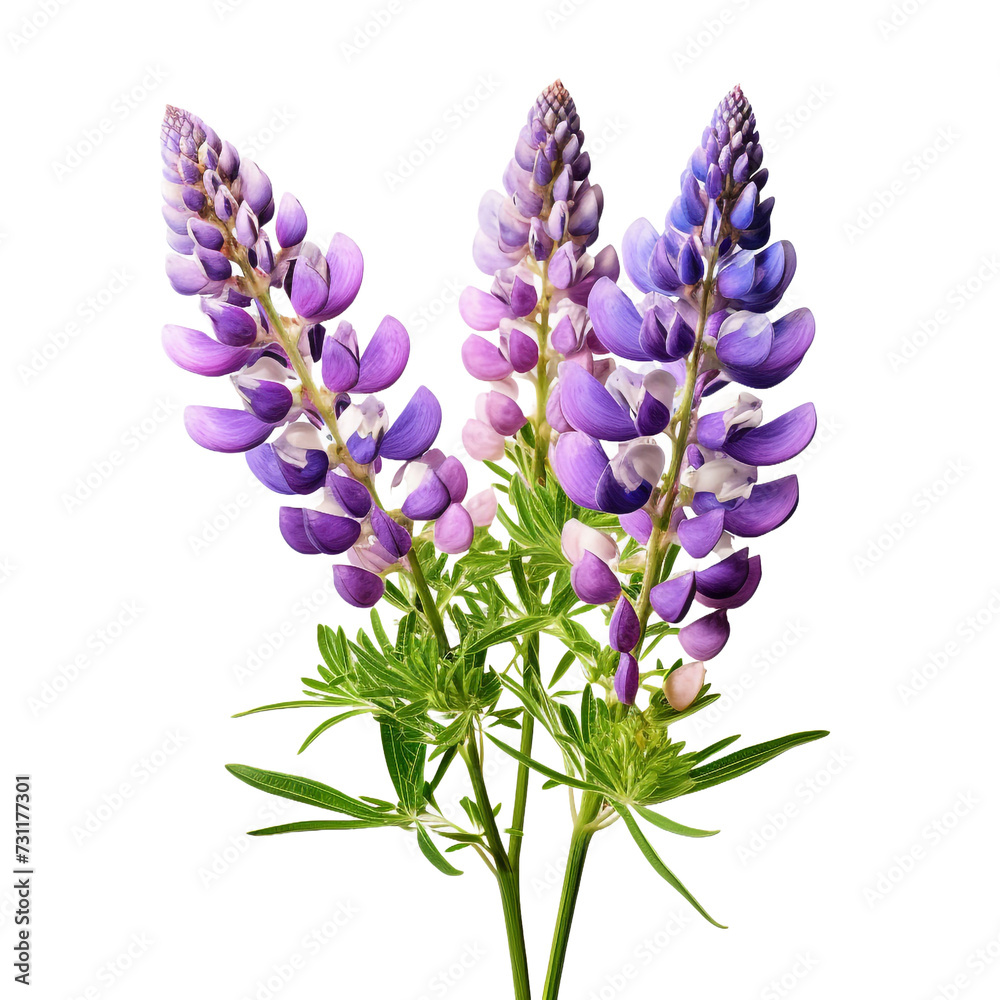Obraz premium Lupine isolated on transparent background