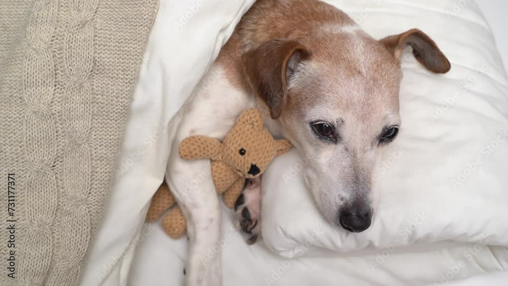 Cuddling with toy in cozy white bed sleeping small dog Jack Russell terrier. Napping relaxing time for pet Cuddling with toy in cozy white bed sleeping small dog Jack Russell terrier. Napping relaxing time for pet