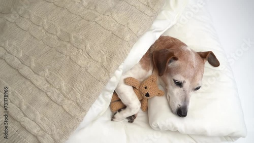 relaxed dog in white bae falling asleep. closing eyes. Hugging cute small toy bear. Chilling weekend mood video footage. Senior pet Jack Russell terrier resting. Top 4k view from above video footage photo