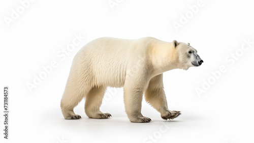 Polar Bear walking isolated on the white background.
