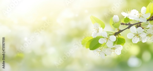 white cherry blossom flower with bokeh soft light, abstract spring nature background, Generative Ai © QuietWord