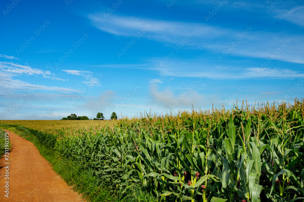 Mechanized corn crop, at margin of the GO-10 highway, between the municipalities of Luziania and Caldas Novas – Goias, Brazil, Sep 2016