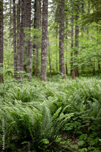 Washington Ferns In Forest