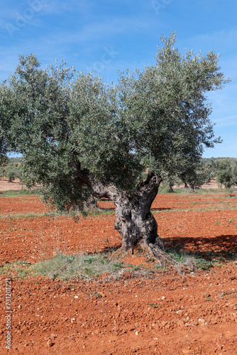 Olivenbäume bei Zafra, Extremadura gesehen auf dem Pilgerweg Camino Via de la Plata von Sevilla nach Santiago de Compostela
