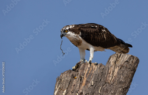 Closeup of Osprey with a fish catch perched on a tree trunk near Qudra lake , Al Marmoom Desert Conservation Reserve UAE photo