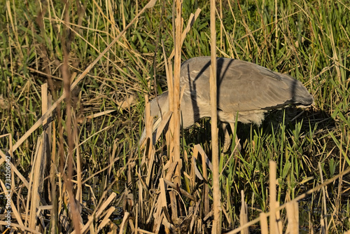 Grey heron foraging in the reed ona sunny spring day in Bourgoyen nature reserve, Ghent, Flanders, Belgium - Ardea cinerea photo