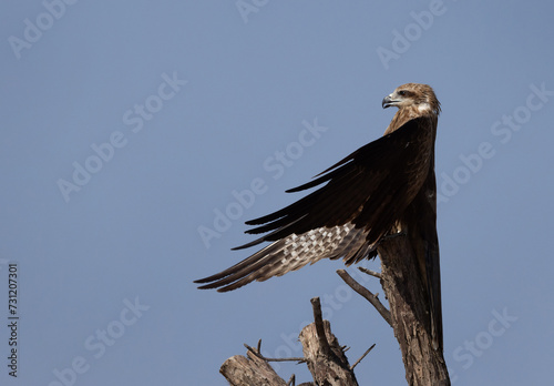 Black kite perched on a tree drying its wings at Qudra lake,  Al Marmoom Desert Conservation Reserve, UAE photo