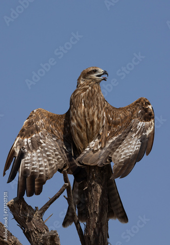 Portrait of a Black kite perched on a tree at Qudra lake,  Al Marmoom Desert Conservation Reserve, UAE photo