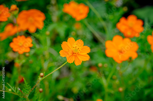 Cosmic orange flower, Cosmos sulphureus, Mauritius