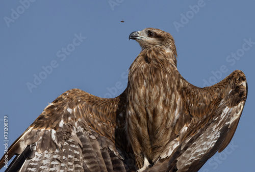 Closeup of a Black kite perched on a tree and bee flying nearby at Qudra lake,  Al Marmoom Desert Conservation Reserve, UAE photo