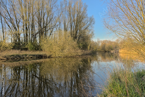 Spring marsh landscape with bare trees reflecting in the water in Bourgoyen nature reserve, Ghent, Flanders, Belgium