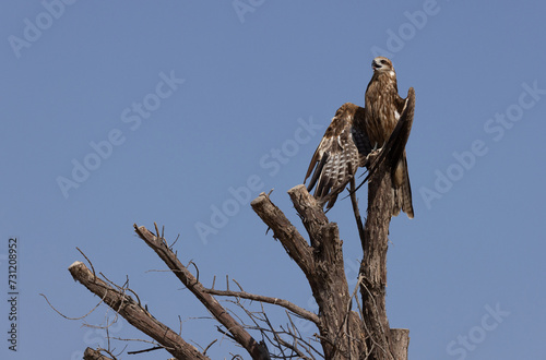 Black kite perched on a tree at Qudra lake,  Al Marmoom Desert Conservation Reserve, UAE photo