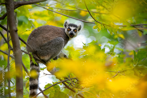 A low angle view of a ring-tailed lemur on a tree.