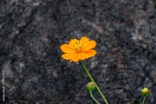 Cosmic orange flower, Cosmos sulphureus, Mauritius © Anders93