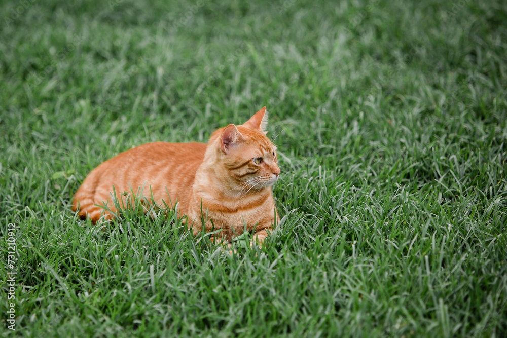 An orange and white striped tabby pet feline cat outside in the grass