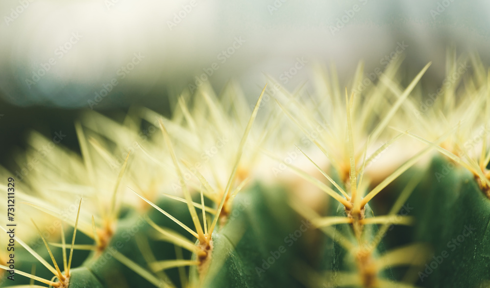 Closeup of green cuctus thorns on blurred yellow in garden with copy space using as background cover page concept. Closeup of green cuctus thorns on blurred yellow in garden with copy space using as background cover page concept.
