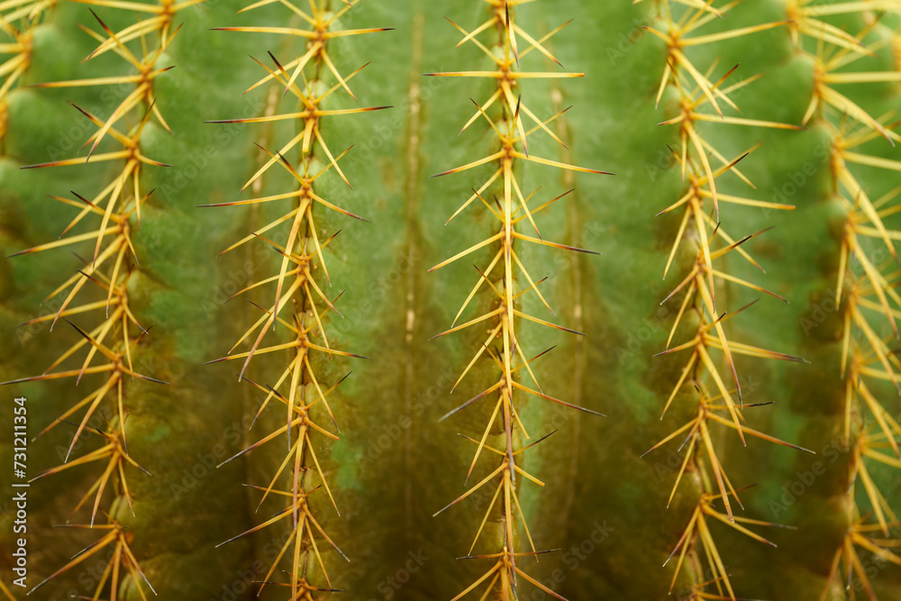 Closeup of green cuctus thorns in garden with copy space using as background wallpaper cover page concept. Closeup of green cuctus thorns in garden with copy space using as background wallpaper cover page concept.