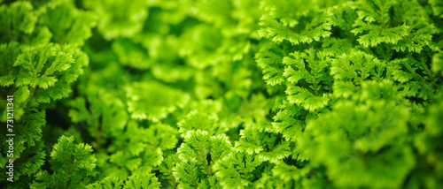 Closeup of beautiful nature view green pine leaf on blurred greenery background in garden with copy space using as background cover page concept.