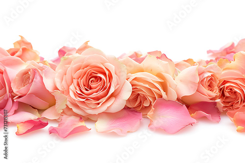 pink roses and petals close up pink petals summer flo