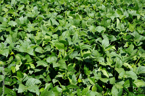 Soybean crop in initial stage of flowering near the Sarandi River. Luziania, Goias, Brazil, February 2016