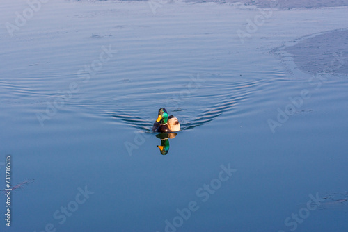 duck in the lake