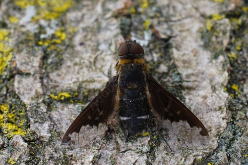 Closeup on a dark parasitic black-cloaked bee fly, Hemipenthes velutina with spread wings on wood photo