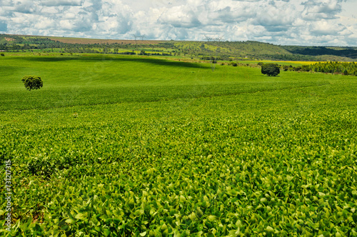 typical midwestern farm with soybeans planted alongside a remnant of native savanna or cerrado vegetation. Abadiania  GO  Brazil  2016  