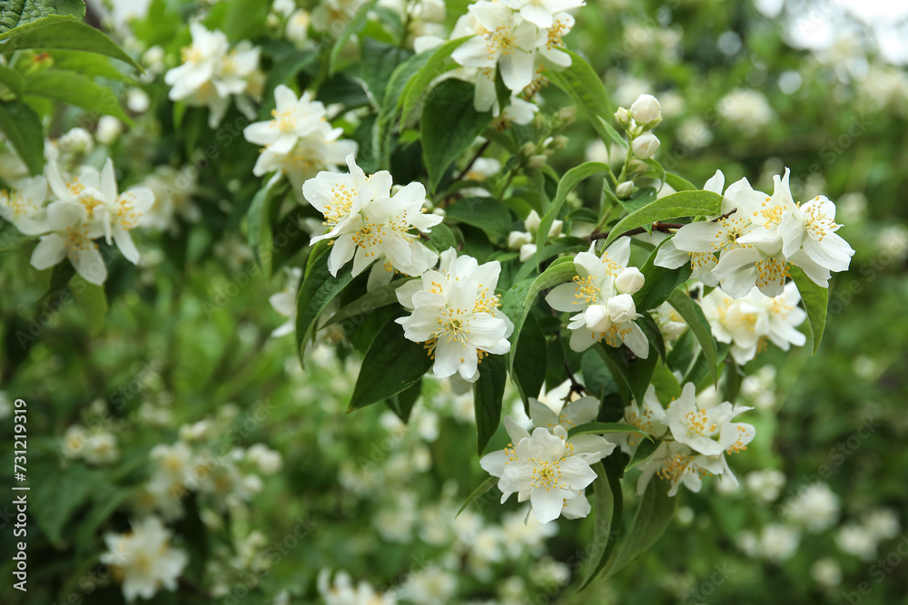 Beautiful jasmine flowers on summer day, closeup Beautiful jasmine flowers on summer day, closeup