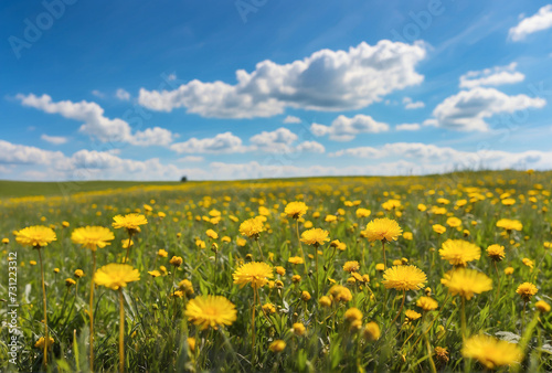 field of yellow dandelions © eman